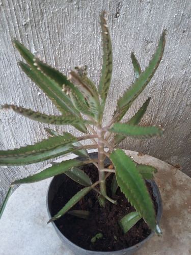 Imagen 4 de 5 de Aranto, Kalanchoe Daigremontiana 20 Cm Altura, $ 55.00