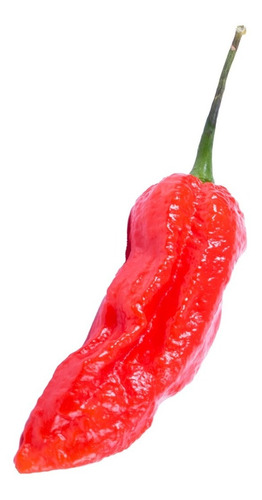 Semillas De Bhut Jolokia O Ají Fantasma (súper Picante)