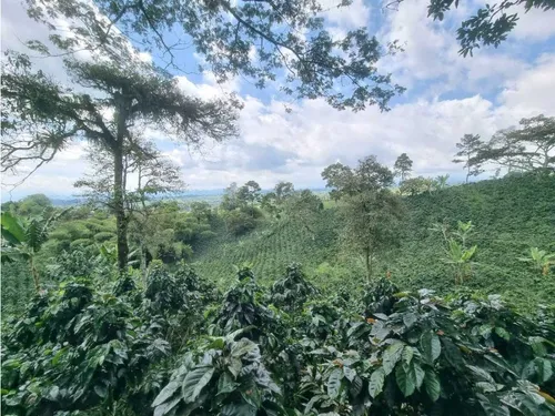 En Venta Finca Cafetera Certificada En Filandia Quindio