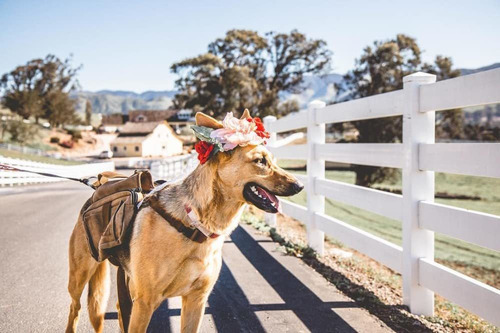 Mochila De Perros - Hound Travel Camping