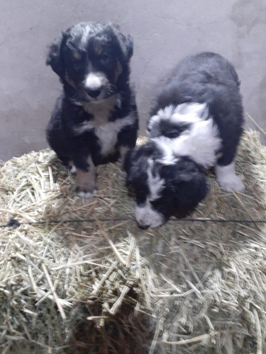 Cachorros Border Collie 