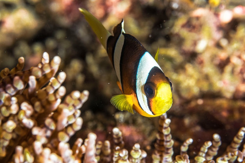 Amphiprion Sebae Pez Payaso Acuario Marino Reef Nemo 