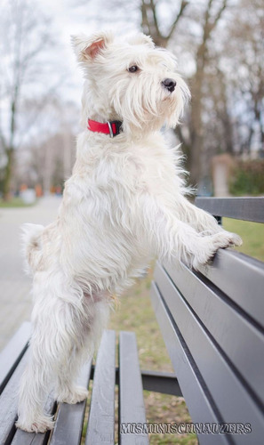 Schnauzer Mini Blanco Hija De Coonor Bescan Hijo De Tornado