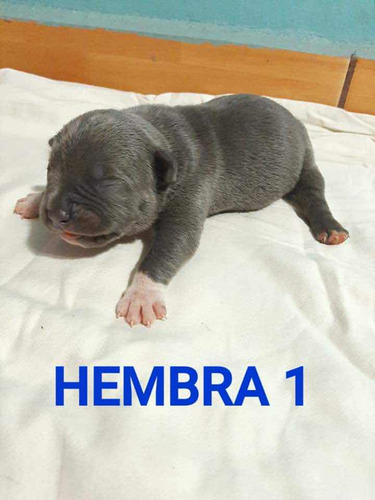 Cachorros American Bully 100% Puros