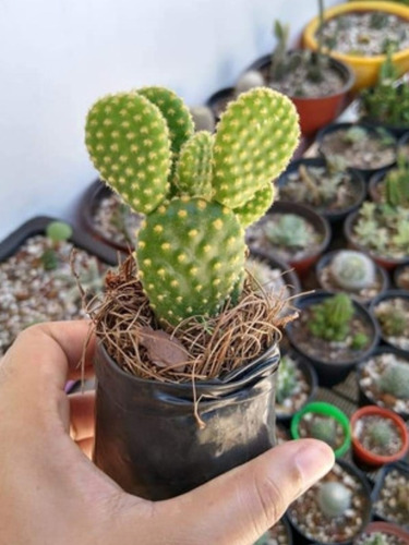 Desemilla Opuntia Microdasis Orejas De Mickey + Envío 