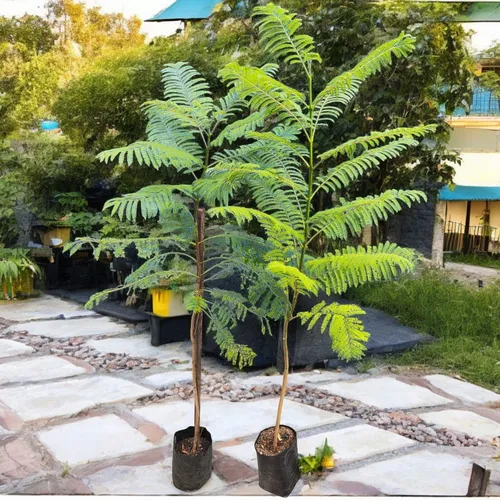 Jacarandá Promo X2 Árboles - Sombra Y Floración Espectacular