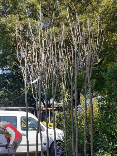 Imagen 5 de 5 de Arbol Fresno Rojo 20lts