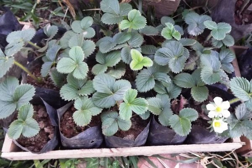 Imagem 3 de 10 de Kit Com 3 Mudas De Morango Frutos Doces!