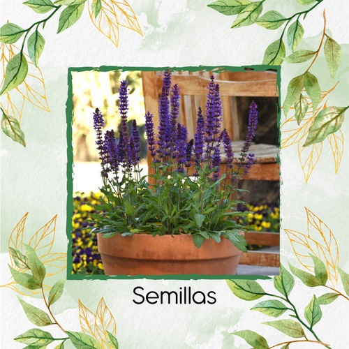 120 Semillas De Salvia