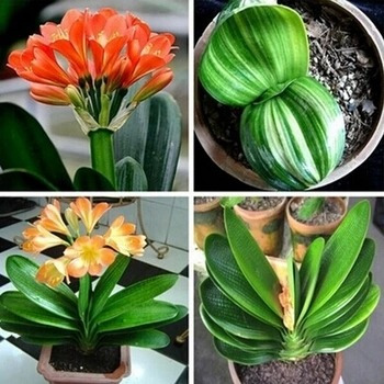 50  Mix Sementes Suculentas Clivia + 5 Rosa Deserto Bonsai 