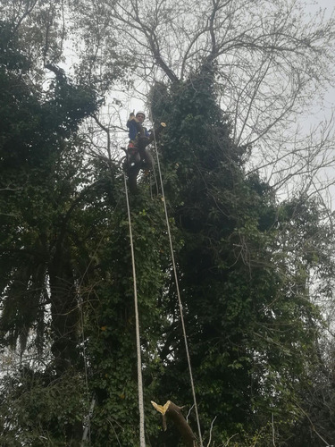 Imagen 3 de 7 de Servicio Poda Arboles En Altura Palmeras Rescate Drones