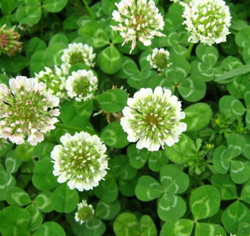 Semillas De Cesped Trebol Blanco Trifolium Repens X 10 Kg.