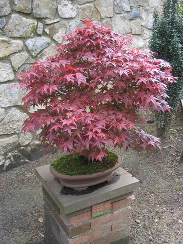 50 Semillas De Arce Japones Rojo Bonsái + Instructivo