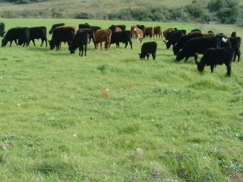 Imagen 17 de 29 de Maldonado Campo Con 150 Has Ganaderas En Aigua, 70 Kms De Punta, Serrano, Pintoresco, Con Instalaciones