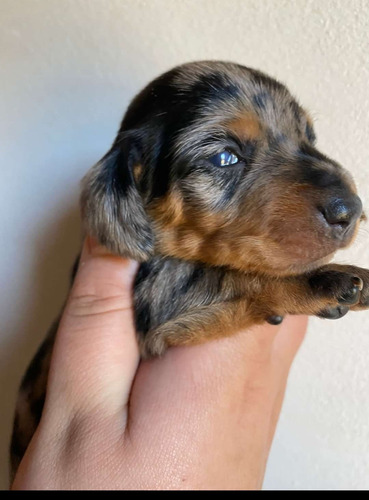 Imagen 9 de 10 de Perros Salchichas Cachorros Mini
