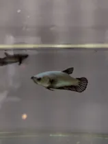 Comprar Peixe Betta De Linhagem Fêmea Blak Dragon 