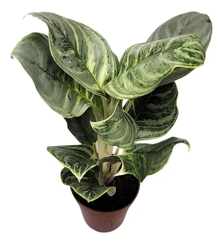 Aglaonema Silver Curly Muito Rara P12 Extica Planta Natural | MercadoLivre