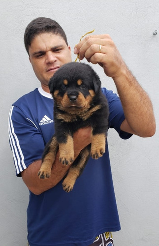 Filhotes De Rottweiler Com Pedigree