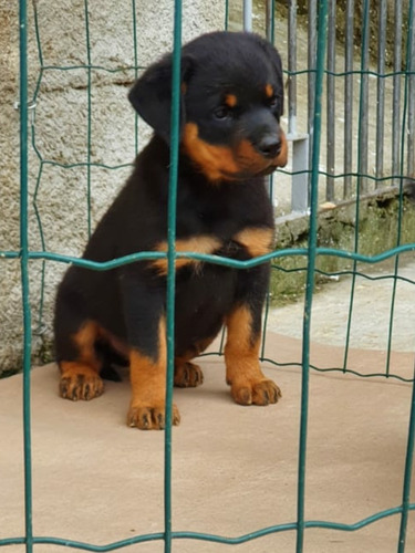 Filhotes De Rottweiler Hillux/corola/sw4