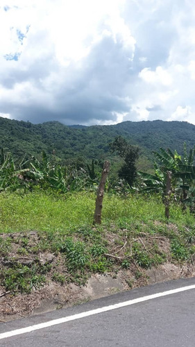 Imagen 8 de 14 de Terreno Nirgua Yaracuay 51 Hectáreas De Terreno