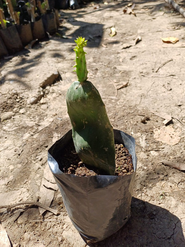Esqueje De Nopal Criollo Huasteco Contenido 1 Planta