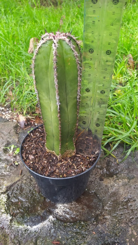 Imagen 3 de 6 de Órgano Planta Cactus De Colección Rara Exótico Suculenta