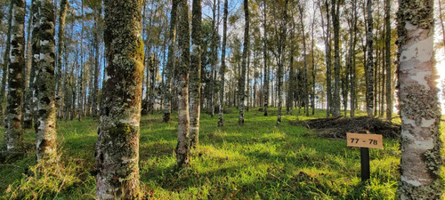 Preciosa Parcela Con Bosque De Robles Y Vista A Lagunas