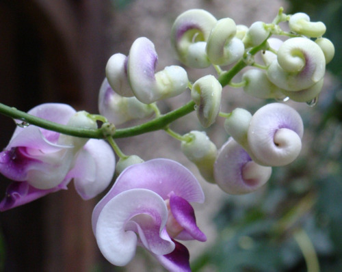 Sementes Trepadeira Caracol Perfumada Flor - Vigna Caracalla