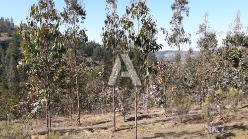 Imagen 8 de 14 de Paredones, Vendo Predio Agrícola Forestal, 23,5 Hectáreas...