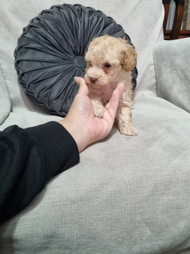 comprar Hermosos Poodle.toy Apricot