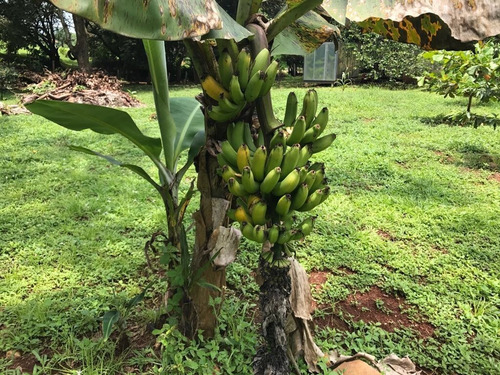 Imagen 9 de 30 de Preciosa Quinta-finca En Labrador De San Mateo De Alajuela, Todos Los Servicios