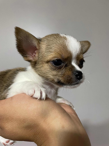 Chihuahua Macho Inscrito