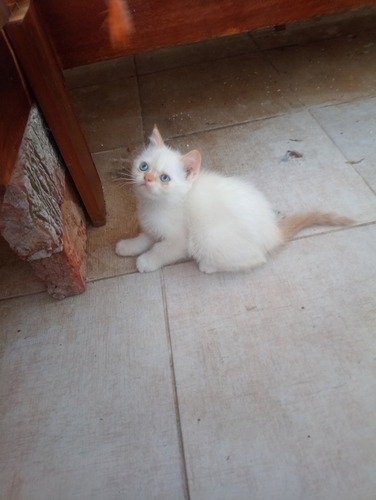 Gatitos Persa Varios Colores