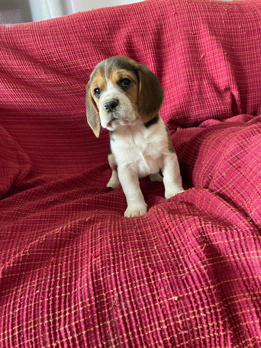 Seña Cachorro Beagle