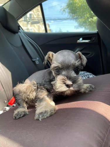 Imagen 2 de 2 de Schnauzer Mini 180cada Cachorro