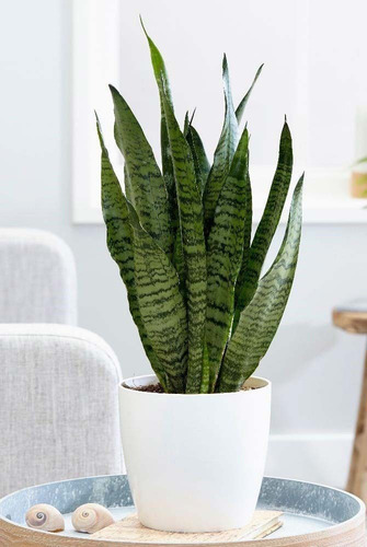 Vaso Cachepot Vidro Retangular 70x20