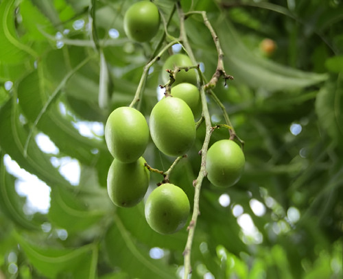 Árbol De Neem (azadirachta Indica) Más Semillas