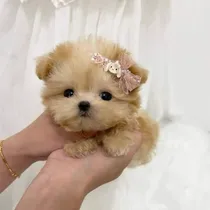 Comprar Cachorros Maltipoo Minitoy