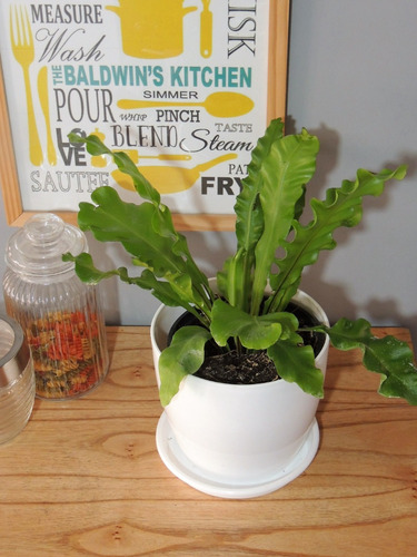 Planta Interior Helecho Nido De Ave C/maceta Premium Plato