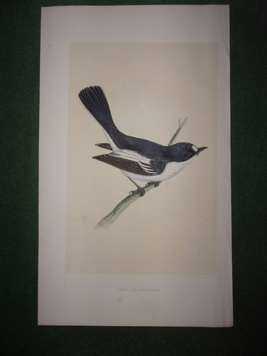 Pájaro  Pied Flycatcher  Grabado De Morris De Londres 1866