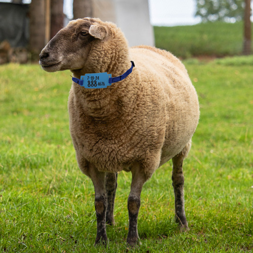Collar De Identificación Arete Borregos Cabras Perros 25 Pzs