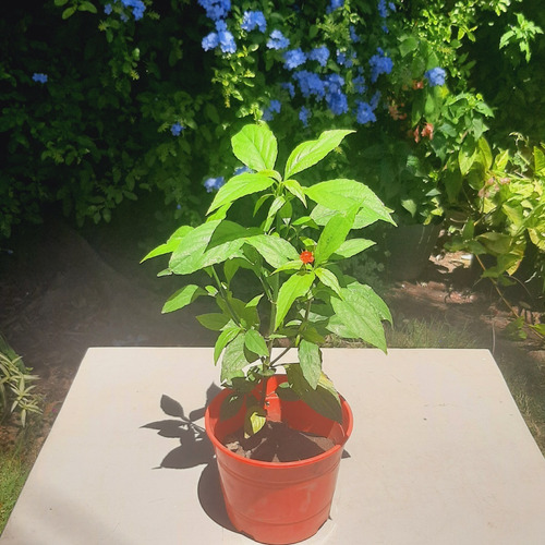 Imagen 1 de 2 de Planta Gota De Sangre Ruellia Brevifolia Petunia Silvestre