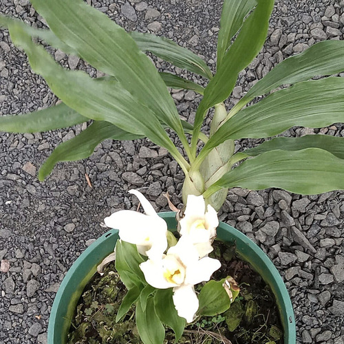 Orquídea Rara Exótica Chysis Bractescens (muda Sem Flor) | Frete grátis