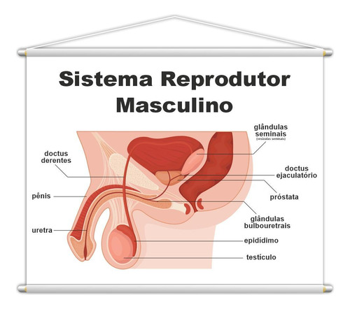 Sistema Reprodutor Masculino Banner Escolar 130x100cm