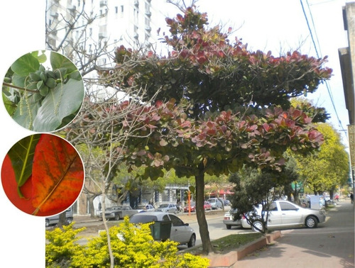 15 Plántulas (árbol) De Almendro Indio (terminalia Catappa)