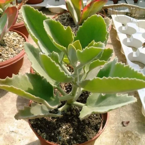 Kalanchoe Beharensis Roseleaf Planta Suculenta X Pza  30 Cm 