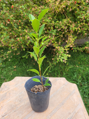 Plantines De Ficus Microcarpa Variedad Tiger Back