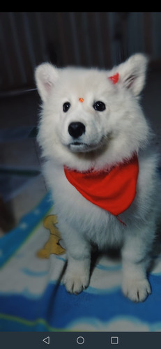 Cachorritas Samoyedo 