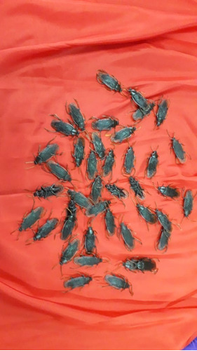 Cucarachas (3 Unidades) Chasco Plastico Cotillon Chirimbolos
