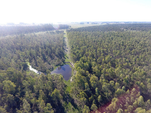 142hás Forestadas En Florida